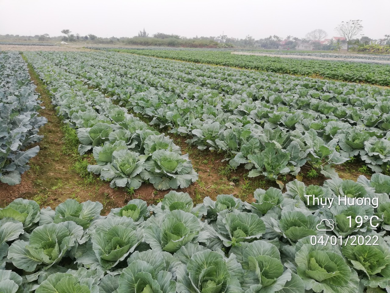Báo cáo tình hình sản xuất Tuần 52 (đến ngày 29/12/2021)