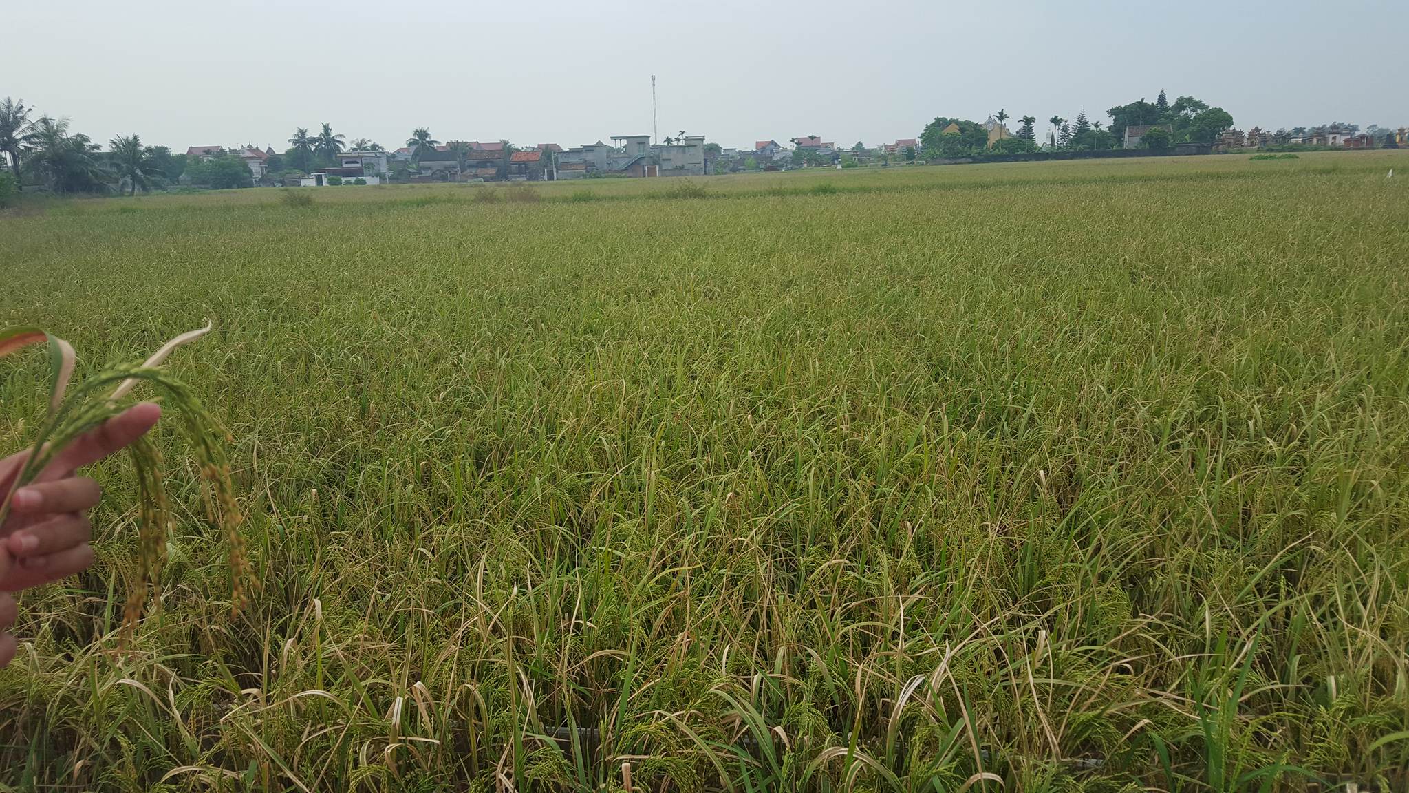 Quy trình kỹ thuật phòng, chống bệnh bạc lá lúa