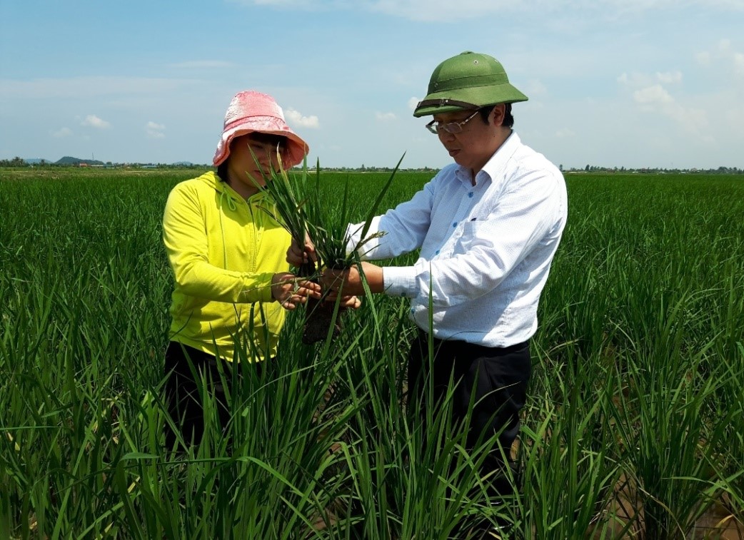 CÁC BIỆN PHÁP KỸ THUẬT PHÒNG CHỐNG BỆNH LÙN SỌC ĐEN HẠI LÚA VỤ MÙA 2021