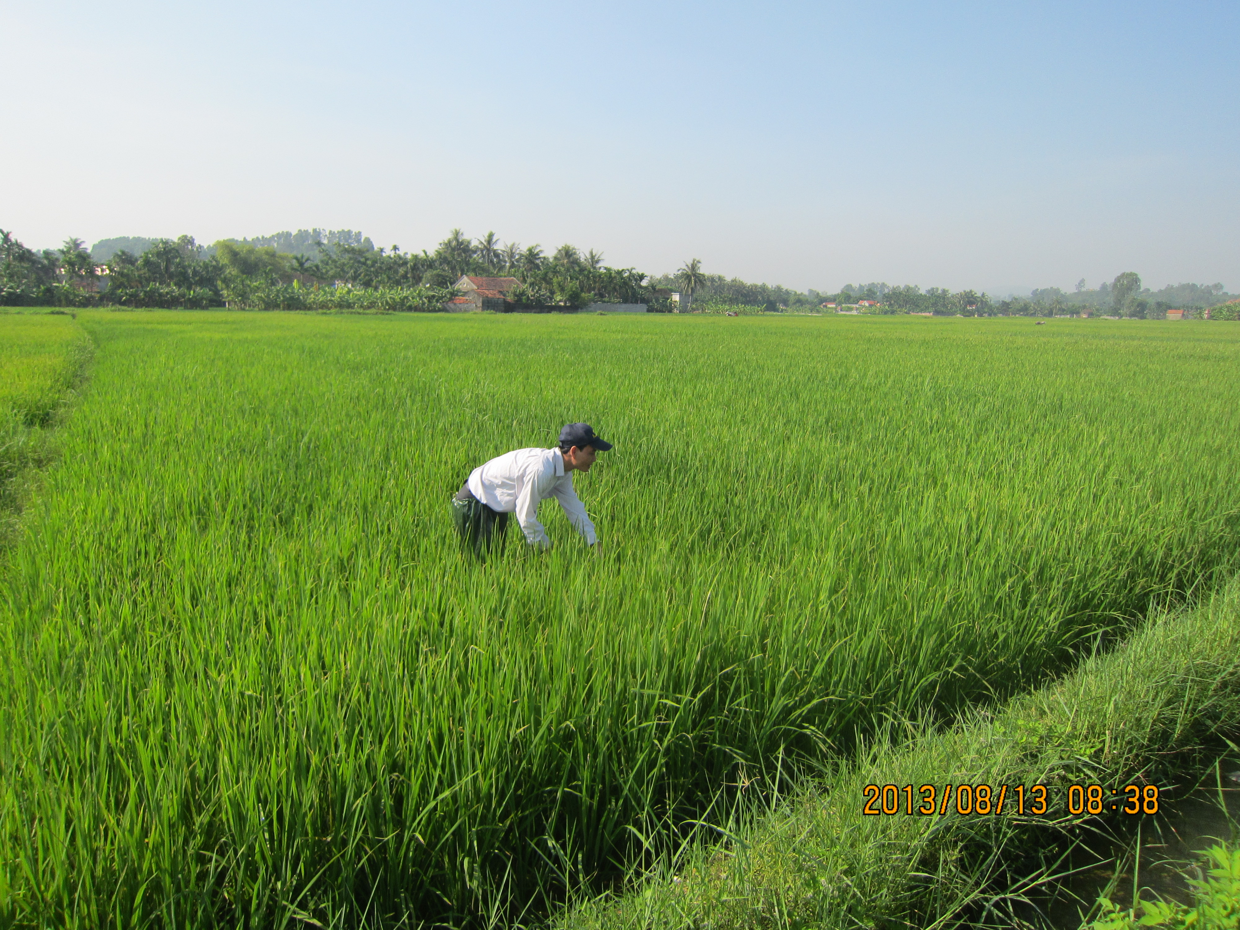 THUỐC VOIDUC 58EC TRỪ SÂU CUỐN LÁ NHỎ