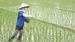 Công văn 300/SNN-TV ngày 18/02/2022 của Sở Nông nghiệp và PTNT về việc sử dụng phân bón tiết kiệm, cân đối và hiệu quả