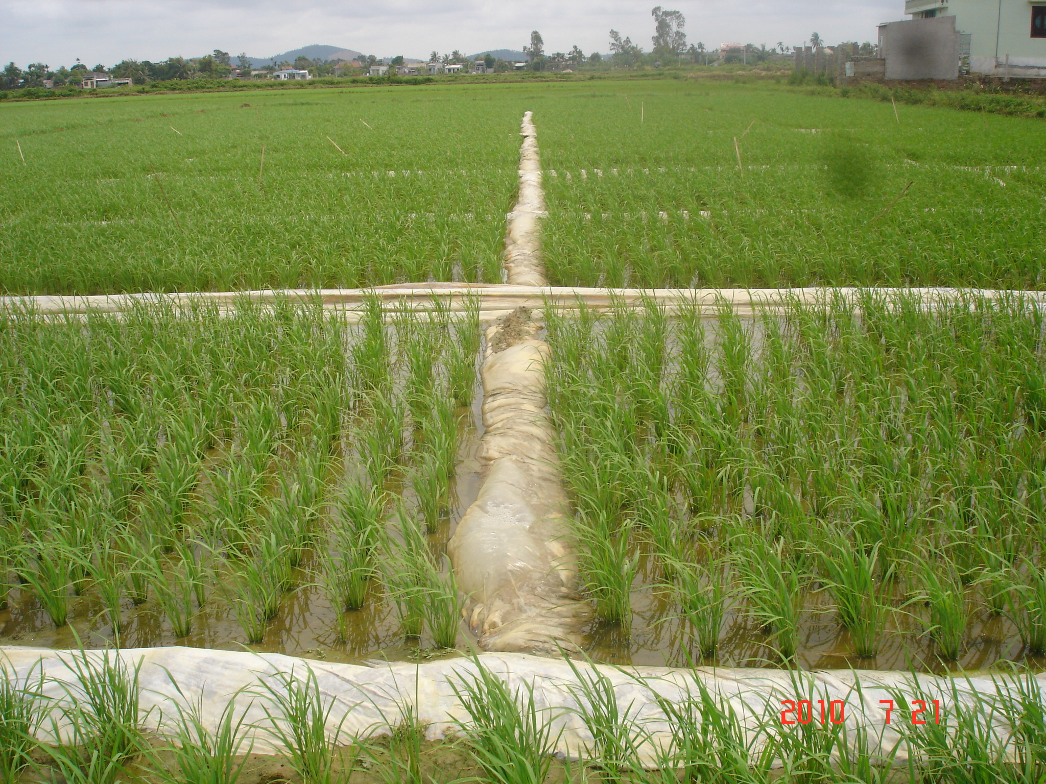 Thực hiện̉ khảo nghiệm thuốc BVTV năm 2011