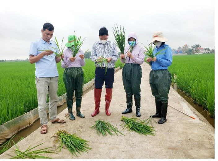 Chủ động phun trừ sâu cuốn lá nhỏ lứa 2 bảo vệ sản xuất lúa vụ  Xuân năm 2022
