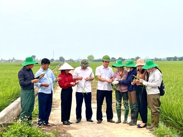 “Về việc tiếp tục đôn đốc, tập trung chỉ đạo, phun trừ sâu cuốn lá nhỏ lứa 2 và rầy hại bảo vệ sản xuất lúa vụ Xuân năm 2024
