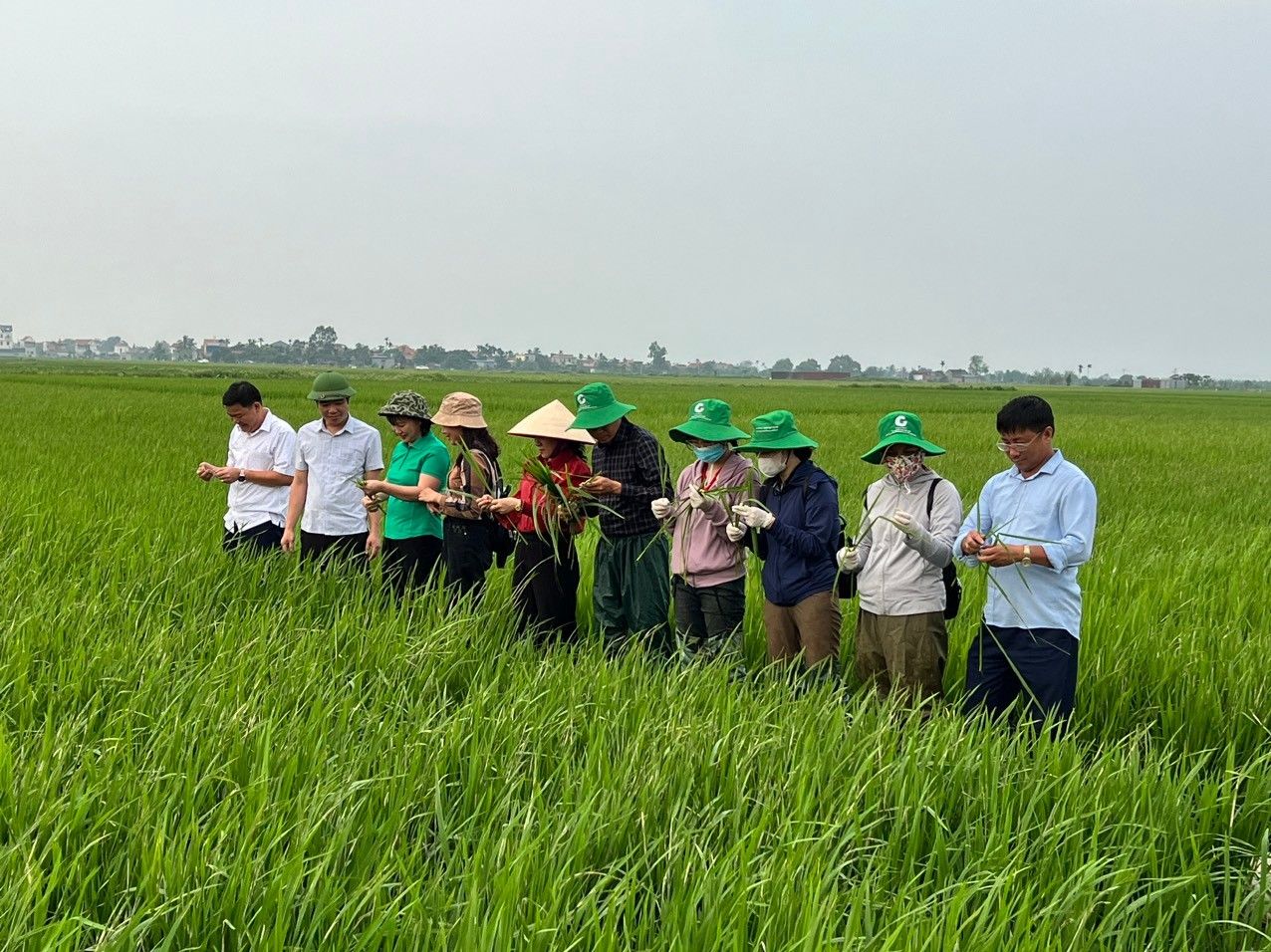Về việc kiểm tra diễn biến sâu cuốn lá nhỏ lứa 2 gây hại trên lúa vụ Xuân 2024 và công tác chỉ đạo phòng trừ trong thời gian tới