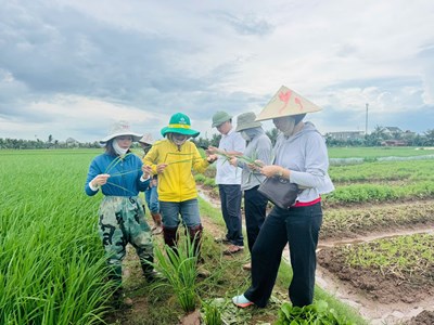 Chi cục Trồng trọt và Bảo vệ thực vật Hải Phòng tập trung hướng dẫn phòng trừ sâu cuốn lá nhỏ lứa 5 bảo vệ sản xuất lúa vụ Mùa năm 2026
