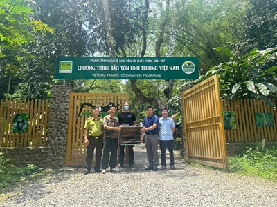 Cứu hộ 03 cá thể Culi Nhỏ (tên khoa học: Nycticebus pygmaeus)