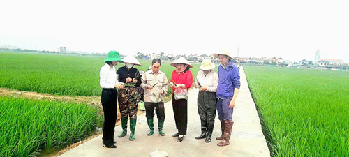 TĂNG CƯỜNG CHỈ ĐẠO PHÒNG TRỪ SÂU CUỐN LÁ NHỎ LỨA 2  VÀ BỆNH ĐẠO ÔN CỔ BÔNG GÂY HẠI LÚA VỤ ĐÔNG XUÂN 2025-2026