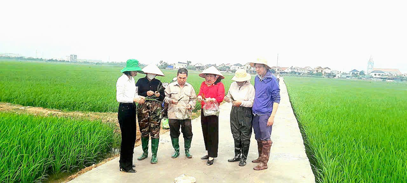 TĂNG CƯỜNG CHỈ ĐẠO PHÒNG TRỪ SÂU CUỐN LÁ NHỎ LỨA 2  VÀ BỆNH ĐẠO ÔN CỔ BÔNG GÂY HẠI LÚA VỤ ĐÔNG XUÂN 2025-2026