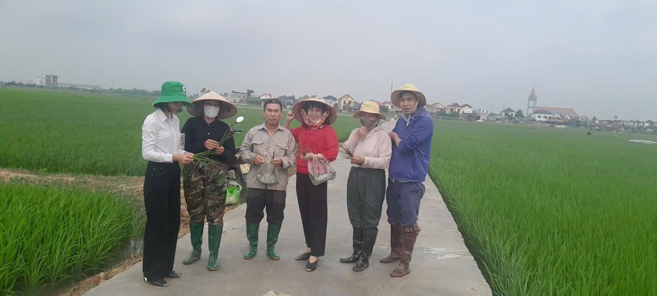Trạm Trồng trọt và BVTV Kim Môn: Tăng cường công tác điều tra phát hiện, dự tính, dự báo chính xác tình hình sinh vật gây hại, chỉ đạo phòng trừ bảo vệ sản xuất