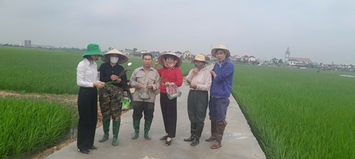 Trạm Trồng trọt và BVTV Kim Môn: Tăng cường công tác điều tra phát hiện, dự tính, dự báo chính xác tình hình sinh vật gây hại, chỉ đạo phòng trừ bảo vệ sản xuất