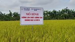 Đánh giá hiệu quả mô hình gieo cấy giống lúa HD16 tại xã Hồng Châu
