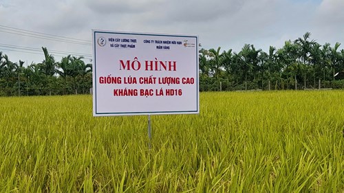 Đánh giá hiệu quả mô hình gieo cấy giống lúa HD16 tại xã Hồng Châu