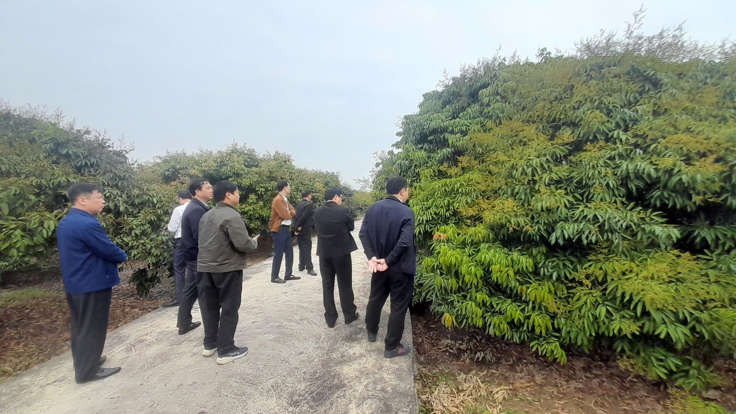 Sở Nông nghiệp và Môi trường Hải Phòng tăng cường chỉ đạo sản xuất vải, nhãn năm 2026