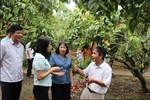 Cục Trồng trọt và Bảo vệ thực vật kiểm tra công tác chuẩn bị cho mùa vụ xuất khẩu vải năm 2026 trên địa bàn thành phố Hải Phòng
