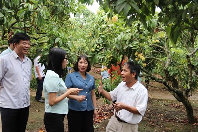 Cục Trồng trọt và Bảo vệ thực vật kiểm tra công tác chuẩn bị cho mùa vụ xuất khẩu vải năm 2026 trên địa bàn thành phố Hải Phòng