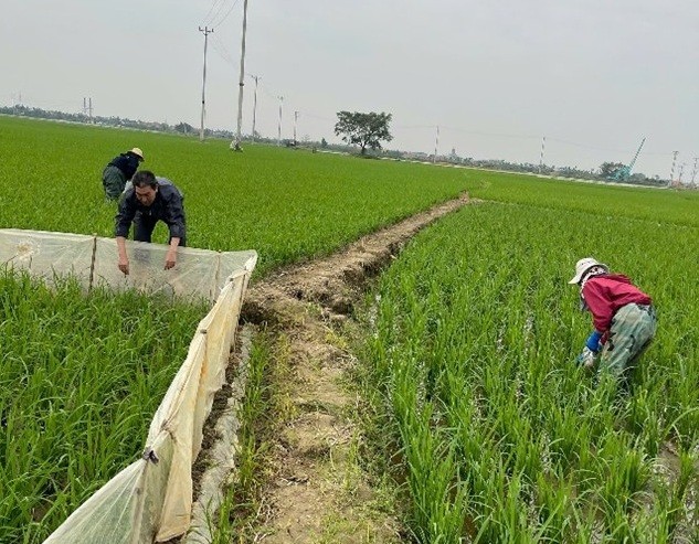 Tăng cường phòng trừ sâu bệnh bảo vệ lúa Đông Xuân 2025 - 2026 - Trạm Kim Môn