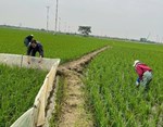 Tăng cường phòng trừ sâu bệnh bảo vệ lúa Đông Xuân 2025 - 2026 - Trạm Kim Môn