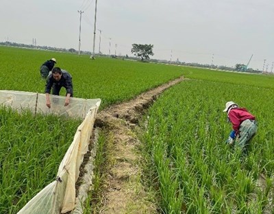 Tăng cường phòng trừ sâu bệnh bảo vệ lúa Đông Xuân 2025 - 2026 - Trạm Kim Môn