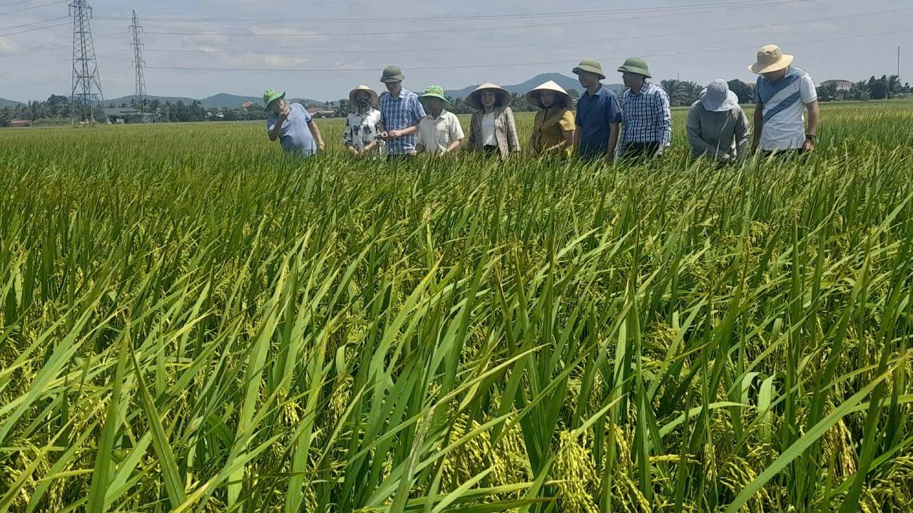 Hải Phòng, nâng cao sức khoẻ đất trồng lúa – nền tảng phát triển trồng trọt bền vững
