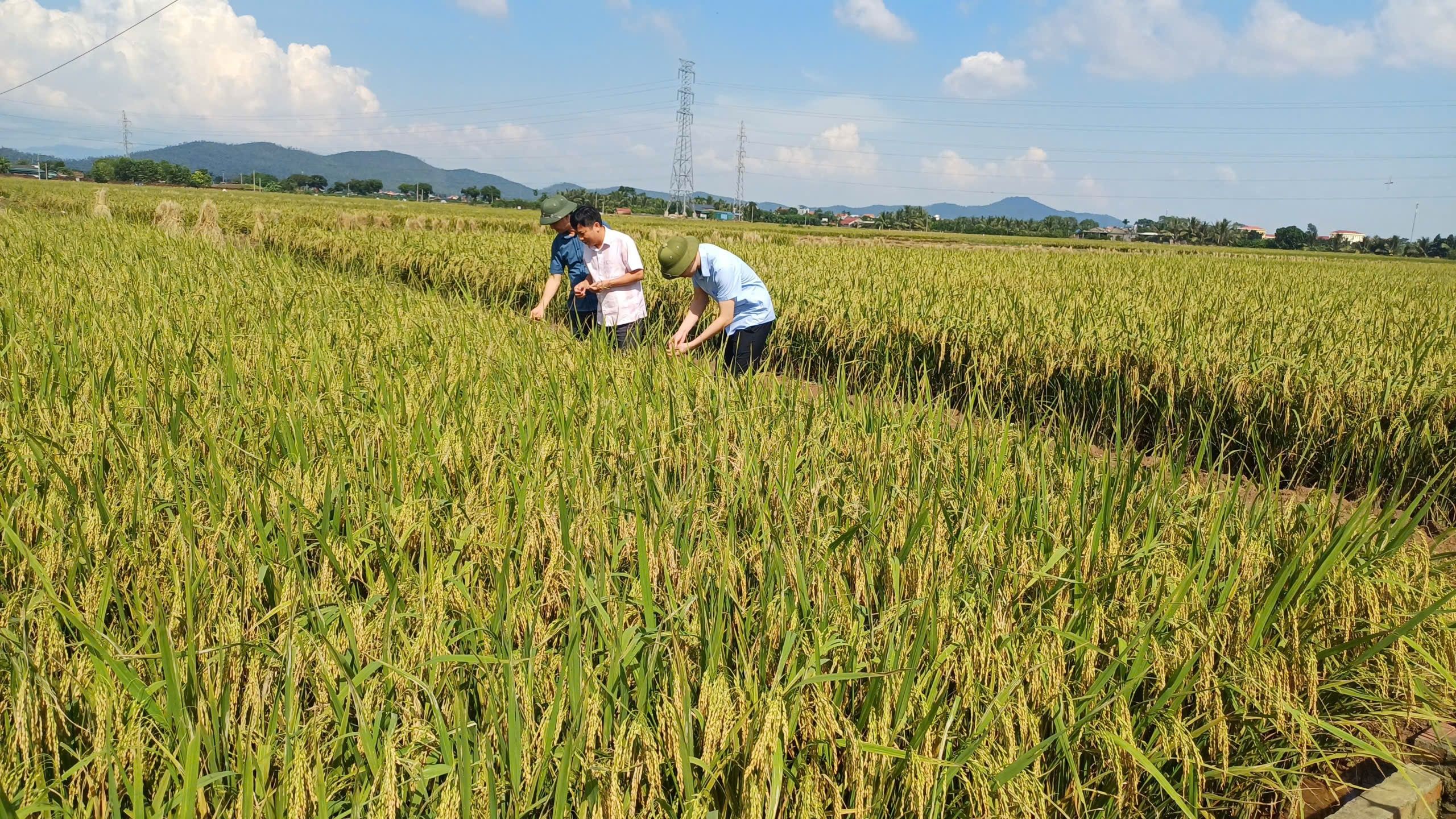 Hải Phòng đẩy nhanh tiến độ thu hoạch lúa Mùa và gieo trồng cây vụ Đông 2025