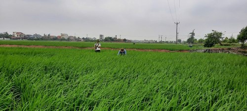 Tăng cường phòng trừ sâu bệnh bảo vệ lúa vụ Đông Xuân 2025 - 2026 - Trạm Tứ Lộc